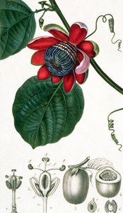 Un fiore della passione da Lecons de Flore da Pierre Jean Francois Turpin